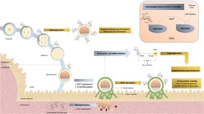 O-GlcNAc Modification During Pregnancy: Focus on Placental Environment